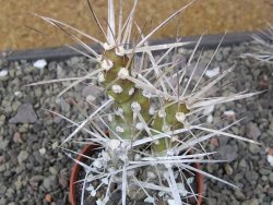 Tephrocactus darwinii Churiaca Neuguin XL pot 6,5 cm - 12411190