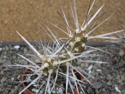 Tephrocactus darwinii Churiaca Neuguin XL pot 6,5 cm