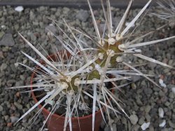 Tephrocactus darwinii Churiaca Neuguin XL pot 6,5 cm - 12411192
