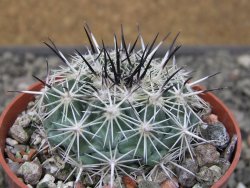 Coryphantha dificilis Cero Bola pot 6,5 cm