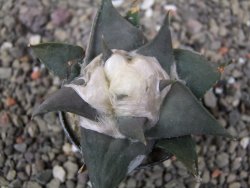 Ariocarpus confusus LH 471 La Escondida, NL pot 5,5 cm Cites IA - 12411215