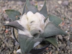 Ariocarpus confusus LH 471 La Escondida, NL pot 5,5 cm Cites IA - 12411216