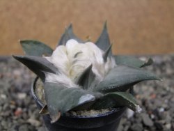 Ariocarpus confusus LH 471 La Escondida, NL pot 5,5 cm Cites IA - 12411217