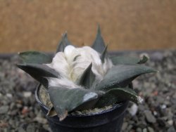 Ariocarpus confusus LH 471 La Escondida, NL pot 5,5 cm Cites IA