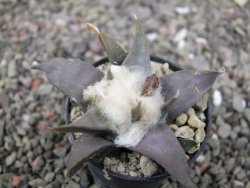 Ariocarpus confusus LH 471 La Escondida, NL pot 5,5 cm Cites IA - 12411220