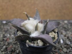 Ariocarpus confusus LH 471 La Escondida, NL pot 5,5 cm Cites IA - 12411221