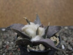 Ariocarpus confusus LH 471 La Escondida, NL pot 5,5 cm Cites IA - 12411222