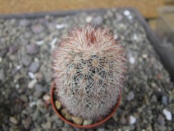 Echinocereus dasyacanthus výběr z květů, květináč 5,5 cm - 12411224