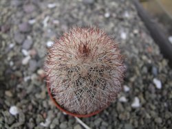 Echinocereus dasyacanthus výběr z květů, květináč 5,5 cm - 12411225