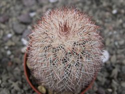 Echinocereus dasyacanthus výběr z květů, květináč 5,5 cm - 12411226