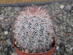 Echinocereus dasyacanthus výběr z květů, květináč 5,5 cm