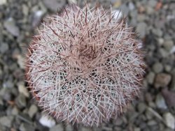 Echinocereus dasyacanthus výběr z květů, květináč 5,5 cm - 12411231