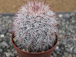 Echinocereus dasyacanthus výběr z květů, květináč 5,5 cm - 12411232