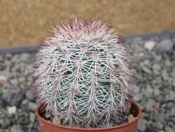 Echinocereus dasyacanthus výběr z květů, květináč 5,5 cm - 12411233