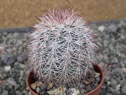 Echinocereus dasyacanthus výběr z květů, květináč 5,5 cm - 12411234