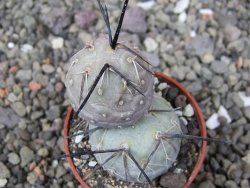 Tephrocactus geometricus pot 5,5 cm - 12411236