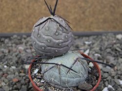 Tephrocactus geometricus pot 5,5 cm - 12411237