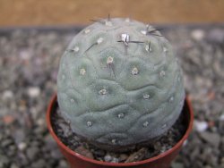 Tephrocactus geometricus pot 5,5 cm