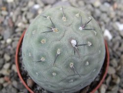 Tephrocactus geometricus pot 5,5 cm - 12411246