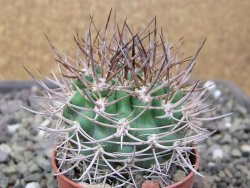Pyrrhocactus bulbocalyx, pot 5,5 cm - 12411248