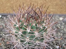 Pyrrhocactus bulbocalyx, pot 5,5 cm