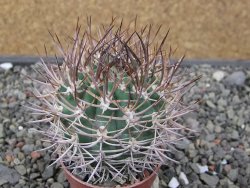 Pyrrhocactus bulbocalyx, pot 5,5 cm - 12411253
