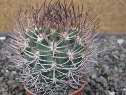 Pyrrhocactus bulbocalyx, pot 5,5 cm - 12411256