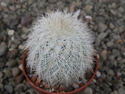 Echinocereus reichenbachii albispinus x baileyi květináč 5,5 cm - 12411258