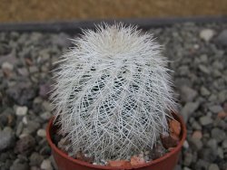 Echinocereus reichenbachii albispinus x baileyi květináč 5,5 cm - 12411260