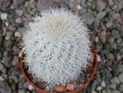 Echinocereus reichenbachii albispinus x baileyi květináč 5,5 cm - 12411261
