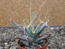 Leuchtenbergia principis květináč 5,5 cm