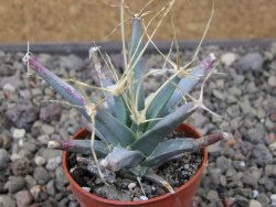 Leuchtenbergia principis květináč 5,5 cm - 12411274