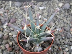 Leuchtenbergia principis květináč 5,5 cm