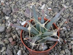 Leuchtenbergia principis květináč 5,5 cm - 12411277