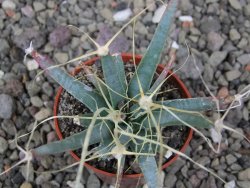 Leuchtenbergia principis květináč 5,5 cm - 12411279