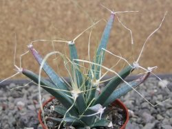 Leuchtenbergia principis květináč 5,5 cm - 12411280