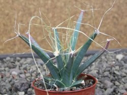 Leuchtenbergia principis květináč 5,5 cm