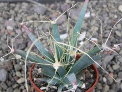 Leuchtenbergia principis květináč 5,5 cm - 12411282