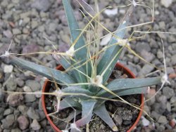 Leuchtenbergia principis květináč 5,5 cm