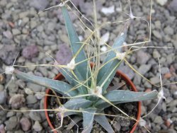 Leuchtenbergia principis květináč 5,5 cm - 12411286