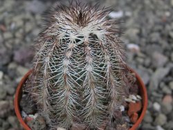 Echinocereus X purpureus, květináč 5,5 cm