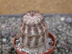 Echinocereus X purpureus, květináč 5,5 cm