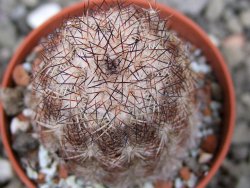 Echinocereus X purpureus, květináč 5,5 cm - 12411299