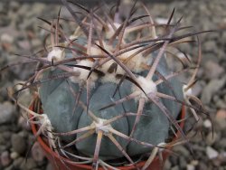 Echinocactus horizonthalonius pot 5,5 cm - 12411300