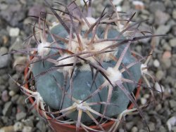 Echinocactus horizonthalonius pot 5,5 cm - 12411301