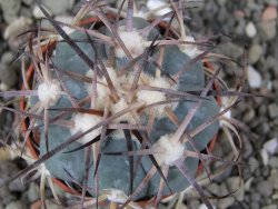 Echinocactus horizonthalonius pot 5,5 cm - 12411302