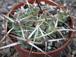 Maihuenia ovata, květináč 6,5 cm - 12411309