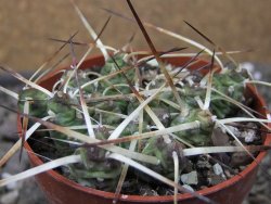 Maihuenia ovata, květináč 6,5 cm - 12411310