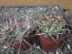 Maihuenia ovata, květináč 6,5 cm - 12411311