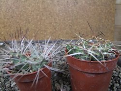 Maihuenia ovata, květináč 6,5 cm - 12411312